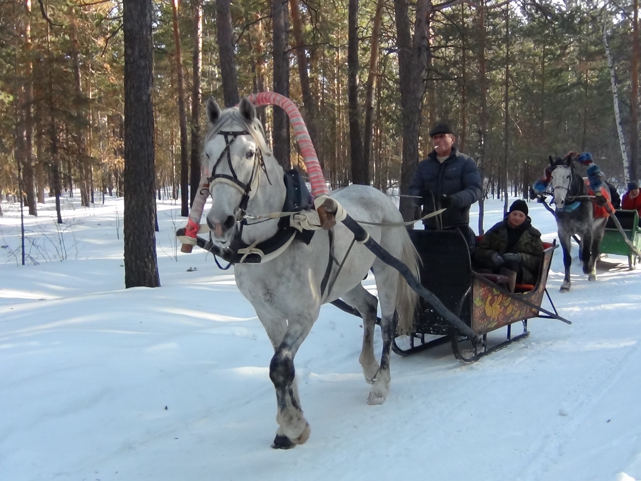 Прокат экипажей (саней)